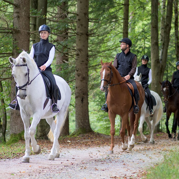 People riding horses on dirt road in forest